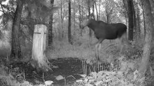 European Wildlife: Forest Journal | August 2026 Night Edition | HD