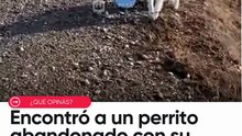 Mascota