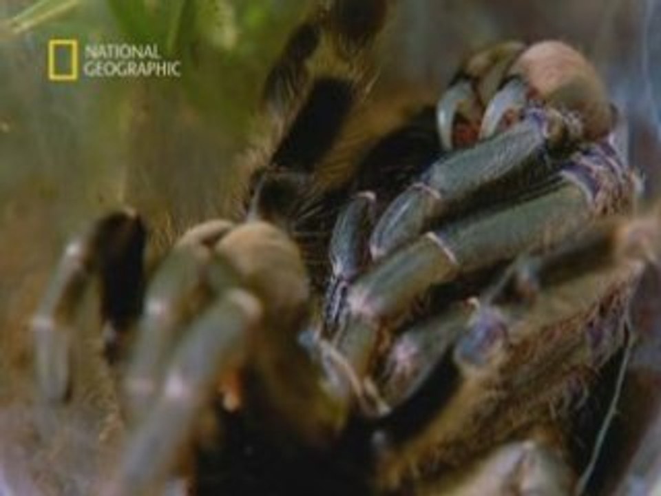 NATIONAL GEOGRAPHIC Le Pouvoir Des Araignées1.00