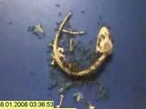 Time Lapse-Ants Eating a Dead Gecko Fourmis depecant 1 Gecko