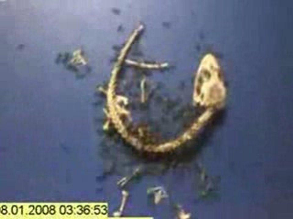 Time Lapse-Ants Eating a Dead Gecko Fourmis depecant 1 Gecko