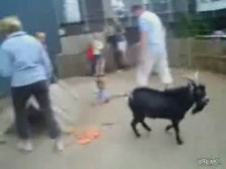 Petting Zoo Goat Slams Kid
