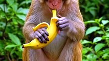 Monkey Eating Banana On The Road