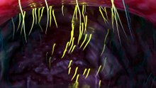 Why A Chicken's Head Is So Stable