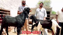 तीन बच्चे वाली टॉप दूध वाली बकरी 🐐 घोड़े जैसे बकरे सस्ते में @farmingbaba #goatfarming milking goats