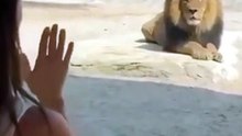 When a Jealous Lioness Interrupts a Cute Moment at the Zoo! 🦁😂