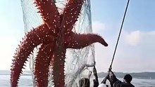 Caught_on_Camera__Unusual_Animal_Encounters!(360p)