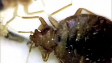 are bed bugs dangerous to babies