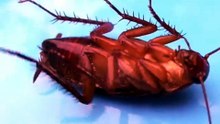 why cockroach fly in my house