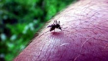 are mosquitoes attracted to light or dark clothing