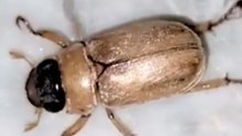 The Ultimate Micro Escape: Ant vs. Beetle Nature Encounter