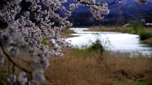 Cerisiers en Fleurs _ Musique Zen et Harpe Japonaise pour un Printemps Relaxant
