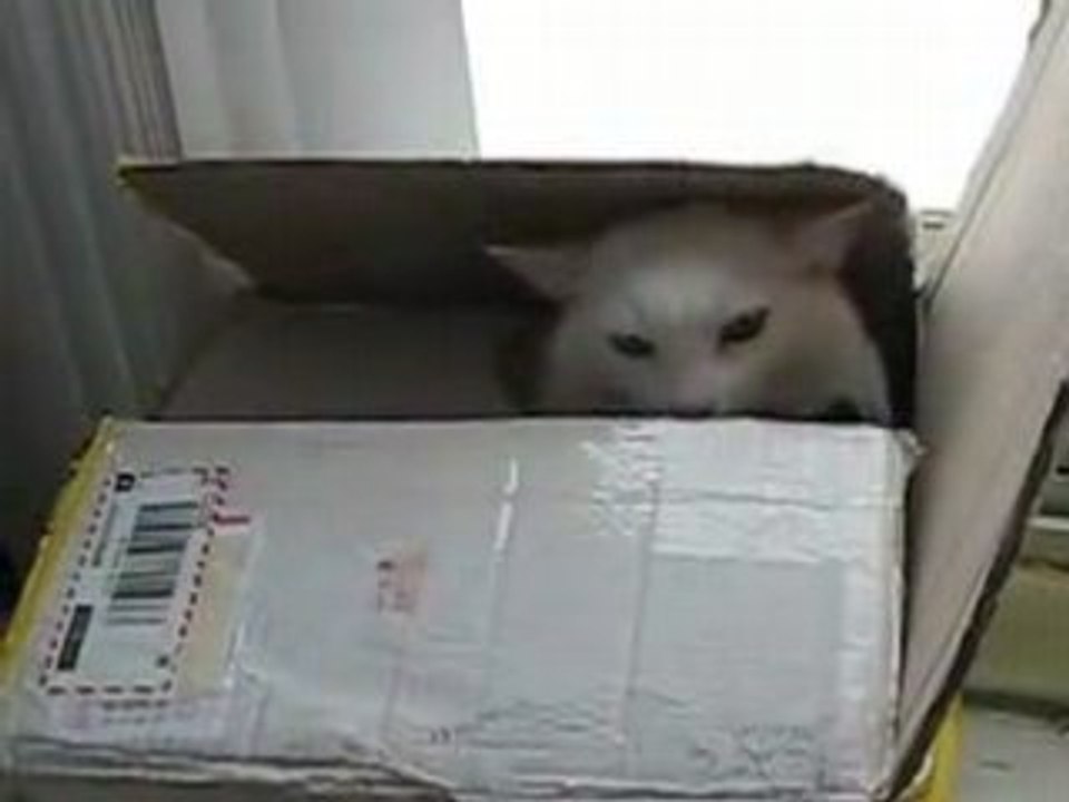 Un chat dans une boîte