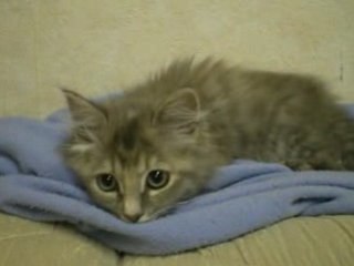 L'adorable chaton fait un ronron.