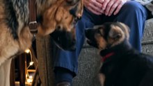 Watch the older dog teach the pup some manners 🐶