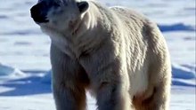 Polar Bear: The King of the Frozen Arctic 🐻‍❄️❄️