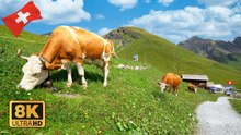 First to Bachalpsee, Switzerland – Scenic Alpine Hike with Swiss Cows (8K)
