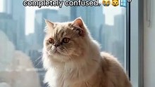 Persian Cat Discovers the Window Washer