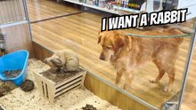 Golden Retriever Pet Store Challenge: Whatever Kobe Touches We Buy