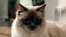 Ragdoll Cat Discovers the Smart Thermostat