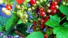 Ribes rubrum 1 Bag (10 Seeds) Hardy Redcurrant Berry Shrub for Jams, Jelly, Juice, and Edible Gardens