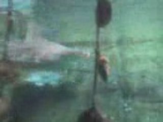 Requin de Nausicaa