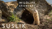 Ground Squirrels in Greece: Wildlife Short Film at Lake Kerkini