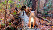 Hidden Forest Camera Captures Squirrels, Mice and Deer on Cold Rainy Days
