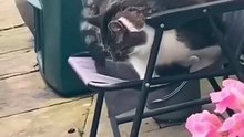 Funny Cat Moment