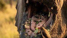 🐘 Nature never fails to surprise! A