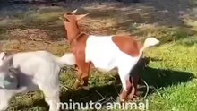 1 minuto animal - natureza cruel #animais