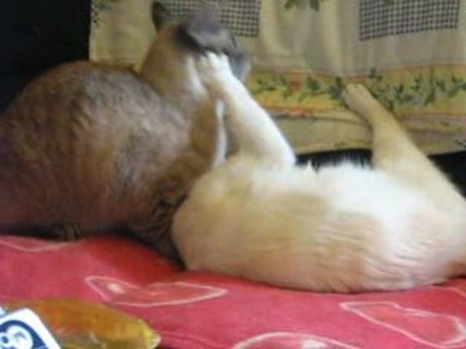 Mes deux amours 23 juillet 2008