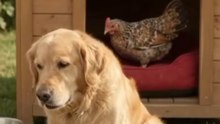 Welcome to a wild and fun gaming experience! In this video, we kick things off with some real-life chickens before diving straight into an amazing adventure gameplay. Plus, we've added a fun twist with some classic bubble funny action in the middle! ​If