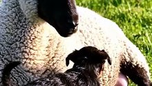 🐕❤️ A Black Dog Helps a Lost Baby Lamb Find Its Mother! 🐑