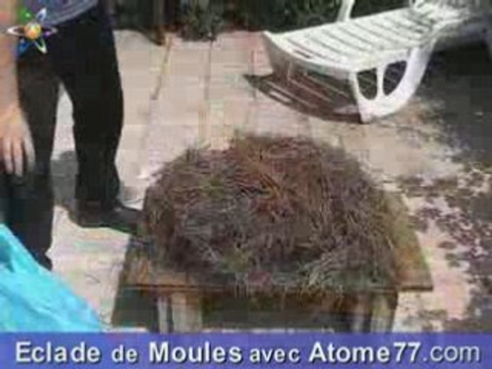 Eclade de moules chez Atome77