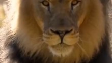 Interesting Facts About Lion in Hindi & Urdu🦁 | Amazing Lion Facts You Probably Didn't Know! #Lion