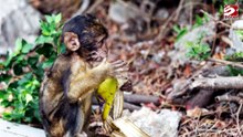 Monos 'comen tierra' para combatir los efectos secundarios de la comida basura