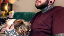 King Chilli The Pug