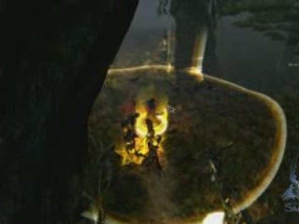 Sacred2 - Shadow Warrior Combat Arts 1 - The Swamp