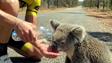 He stopped his ride to give a thirsty koala a drink 🐨💧