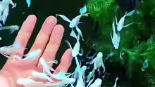 Mưa gió thế này ở nhà chăm cá thôi