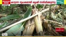 പത്തനംതിട്ട കലഞ്ഞൂർ കുളത്തുമണ്ണിൽ വീണ്ടും കാട്ടാനശല്യം രൂക്ഷം; വ്യാപക കൃഷിനാശം