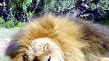 🦁 أسود مفترسة تهاجم البشر في لحظات مرعبة