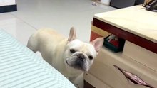 Puppy Desperately Wants to Go Out