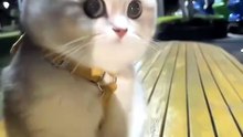 #funny_pets_animals_funny
