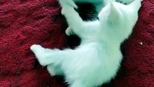 Meow cats