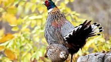 Majestic Exotic Bird 🦜✨ | Stunning Beauty & Vibrant Colors