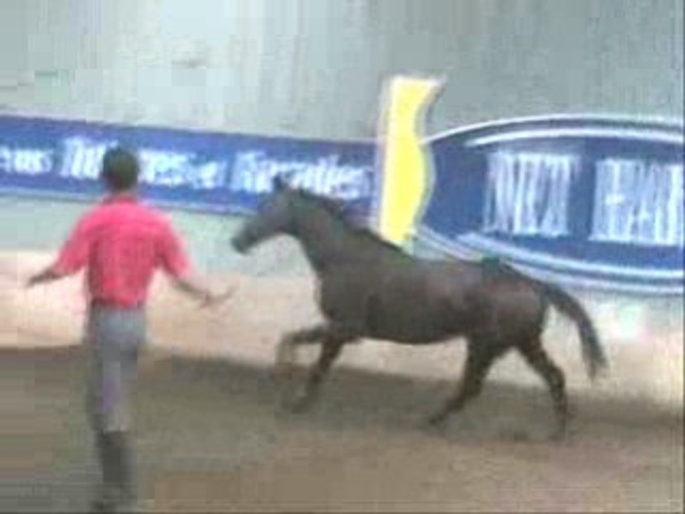 Vendue : Puce de Mée - Jument AC grise - 5 ans