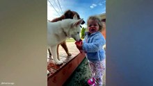 What Are These Animals Even Doing? 🤣 #FunnyPets #AnimalVideos #LOL#Funny