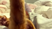 Pets - Funny Video - Amazing! top funny pets